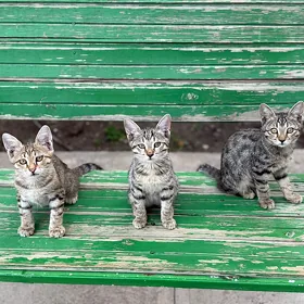 Котята в добрые руки🐾