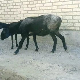 Guzyly goyun
