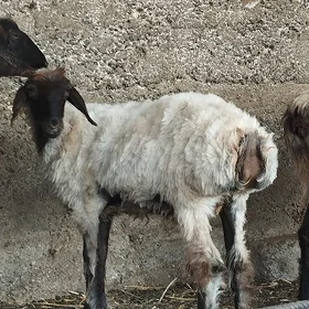 işşek goyun