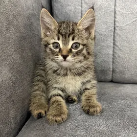 котенок