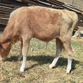 Okuzce