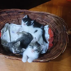 Котята