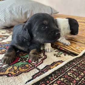 spaniel