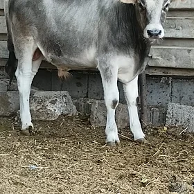 öküzler