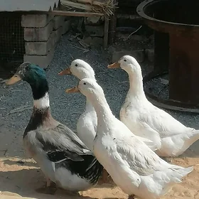 Ordek gak gak