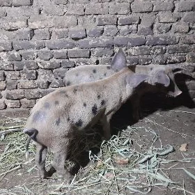 Doňyz
