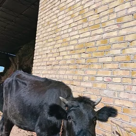 bogaz sygyr