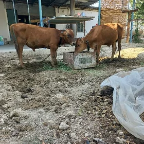 Öküzler