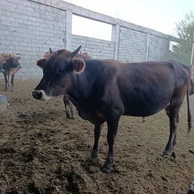 Ökûz