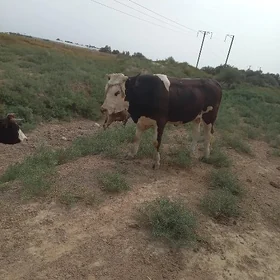 OKUZ Okuzçe tuwe gole