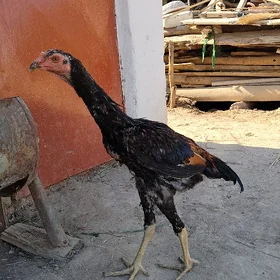 baýsok juje