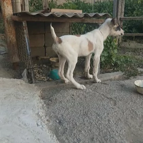 Tükmen güjügi