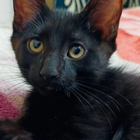 Домашний котёнок
