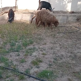 Tokli