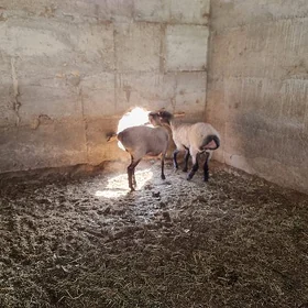 goyun işşek bakylan