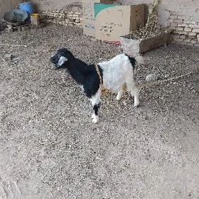 geçi