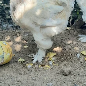 brama gigant
