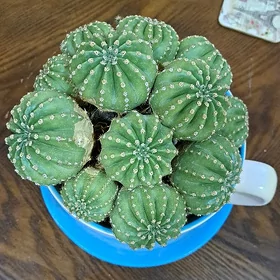 kaktus (кактус)