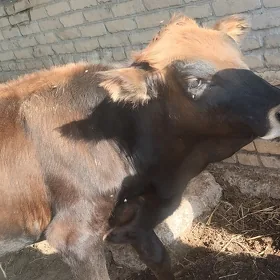окуз