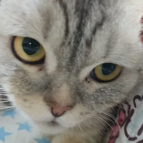 кошка