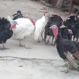 induk horazlar