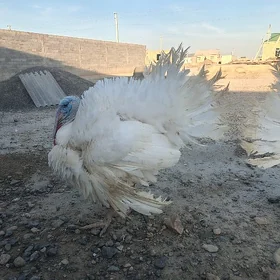 Big 6 fransuz paroda induk