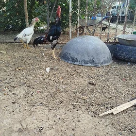 Taşkent horoz