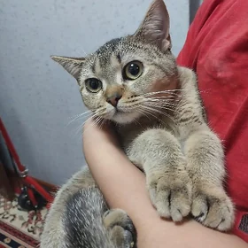 Котёнок