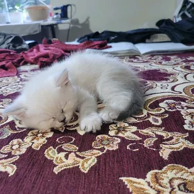 Şatlan pisiŞatlan pisik