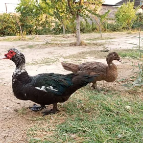 Indautga ördek