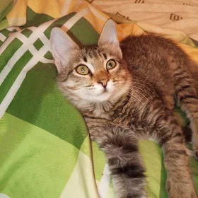 котенок