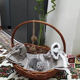 🐈ŚOTLANDSKIÝ VISLAUHA🐈