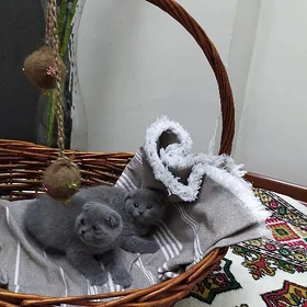 🐈ШОТЛАНДСКИЙ ВИСЛОУХИЙ 🐈