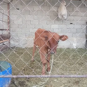 Gőleli sigir
