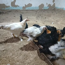 paroda towuklar arassaja
