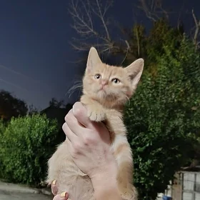 котёнок