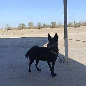 lida