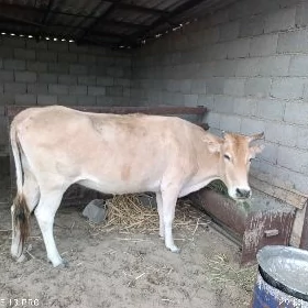 Sygyr