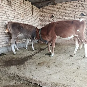 iki sany tüwe.