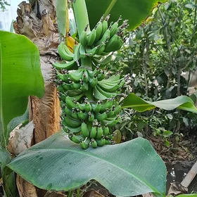 Banan limon nahallar