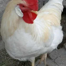 horaz