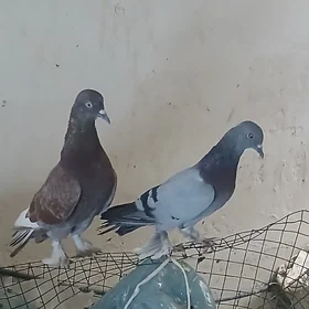 kepderi
