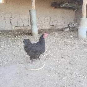 Brama towuk yumurtgasy