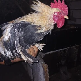 🐓Ýaşajyk horaz🐓