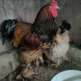 Brama towuk