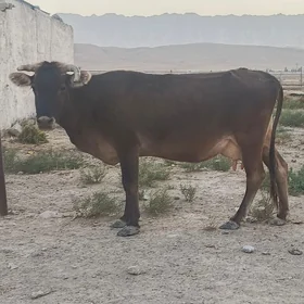 Sygyr Goleli