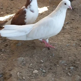 kepderi