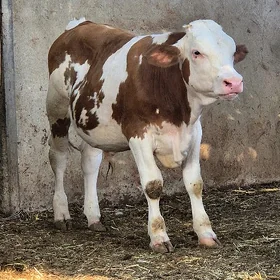Simmental okuzce