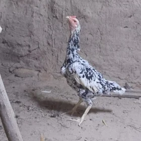 Ala makan