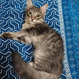 котик 5 месяцев